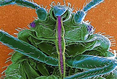 《神之天平》外传DLC2月13日发售 本体获特别好评